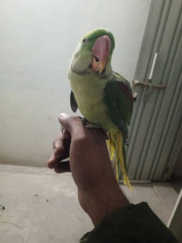 raw parrot hand tame 1