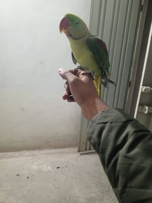 raw parrot hand tame 2