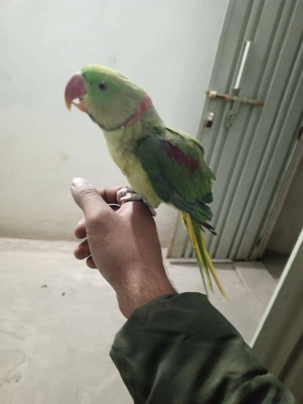 raw parrot hand tame 3