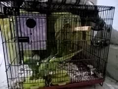 parrot with cage for sale