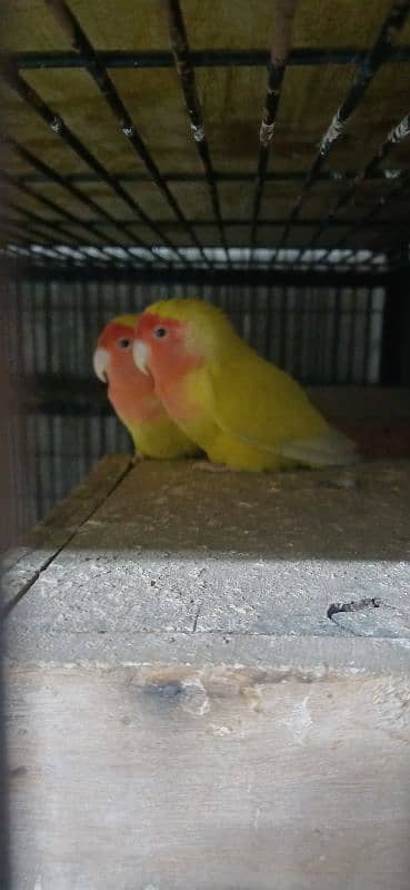 love bird litnno 0