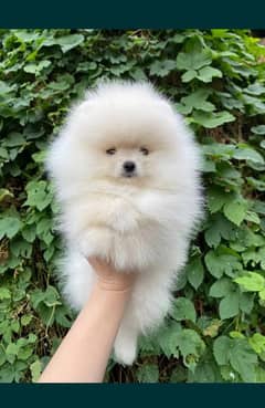 Pomeranian