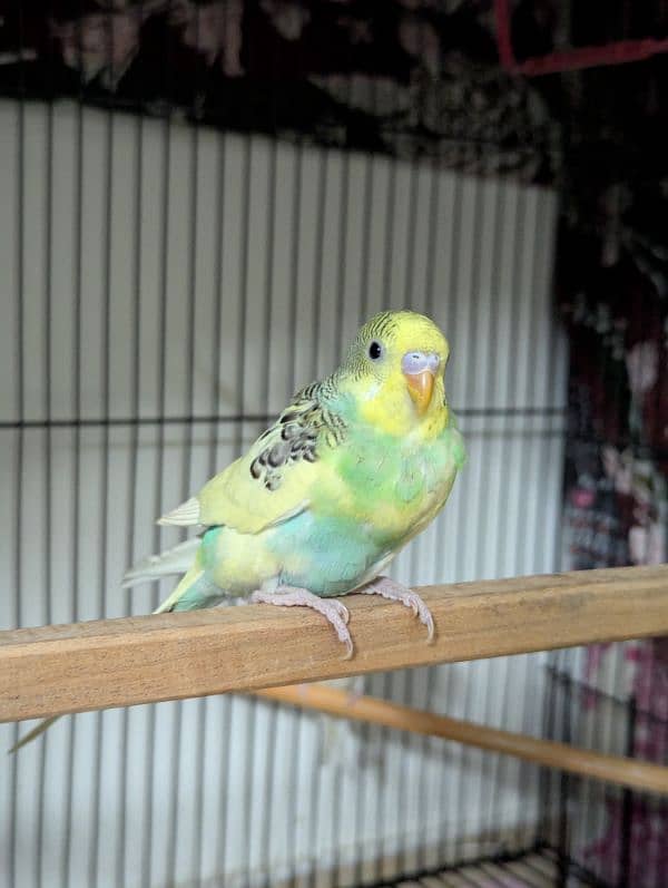 Australian parrot parrots for sale red eye pathy pathiye 1