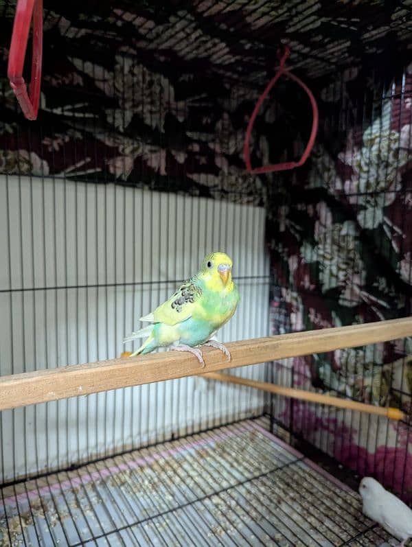 Australian parrot parrots for sale red eye pathy pathiye 2