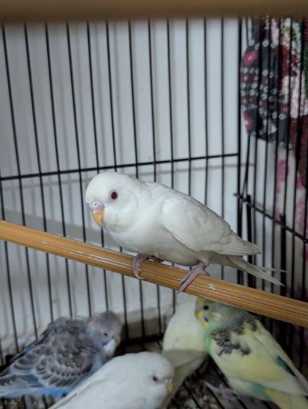 Australian parrot parrots for sale red eye pathy pathiye 3