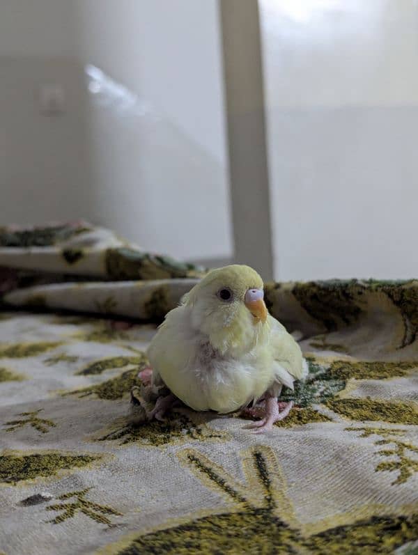 Australian parrot parrots for sale red eye pathy pathiye 4