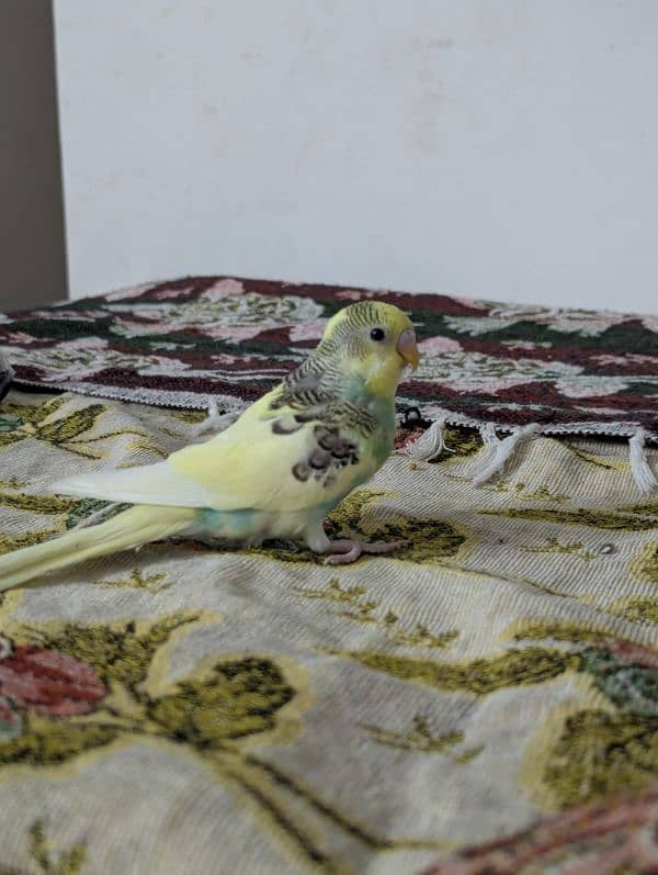 Australian parrot parrots for sale red eye pathy pathiye 6