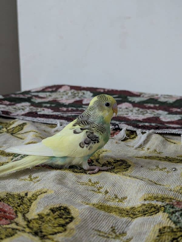 Australian parrot parrots for sale red eye pathy pathiye 9