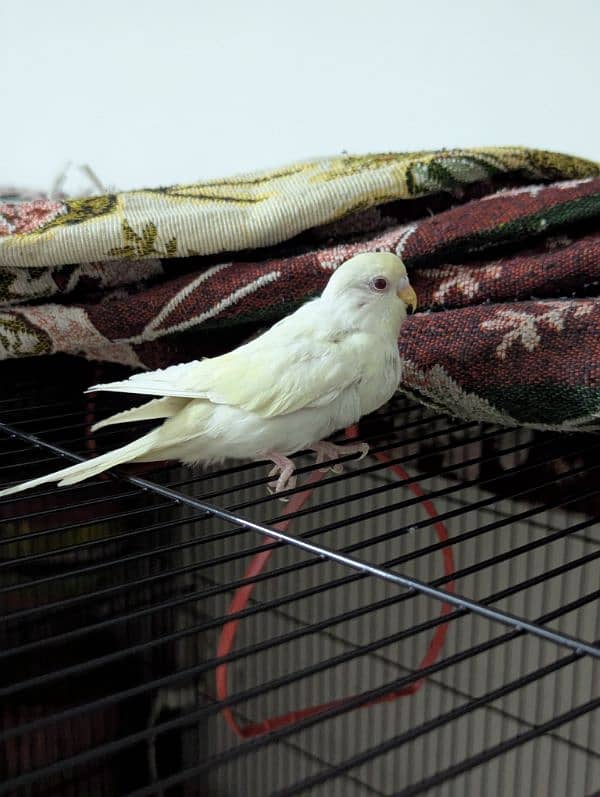 Australian parrot parrots for sale red eye pathy pathiye 15