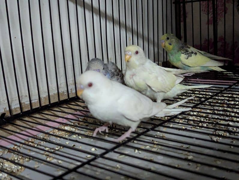 Australian parrot parrots for sale red eye pathy pathiye 16