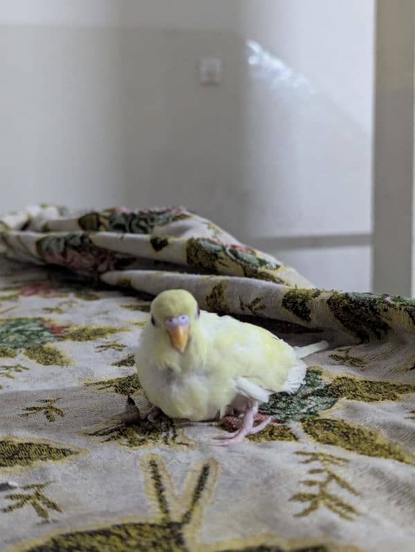 Australian parrot parrots for sale red eye pathy pathiye 18