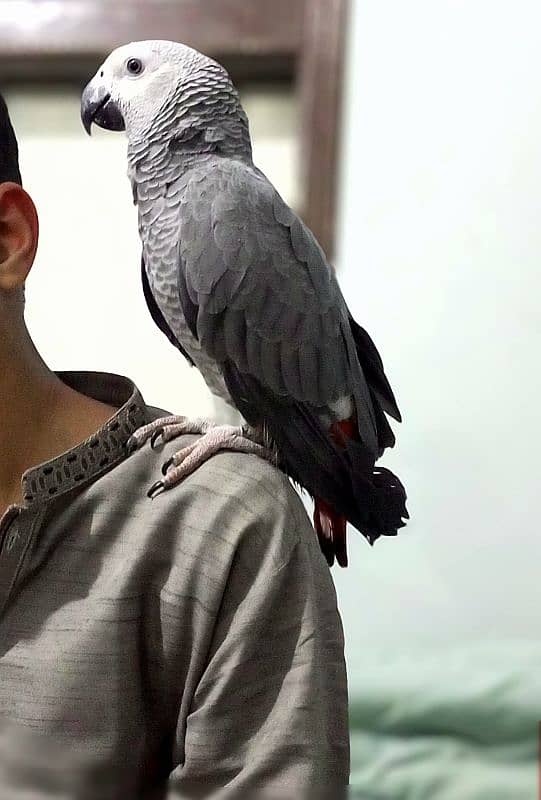 hand and shoulder tame congo African grey 0