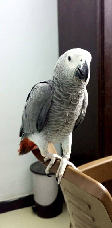 hand and shoulder tame congo African grey 1