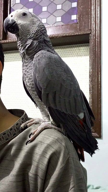 hand and shoulder tame congo African grey 2