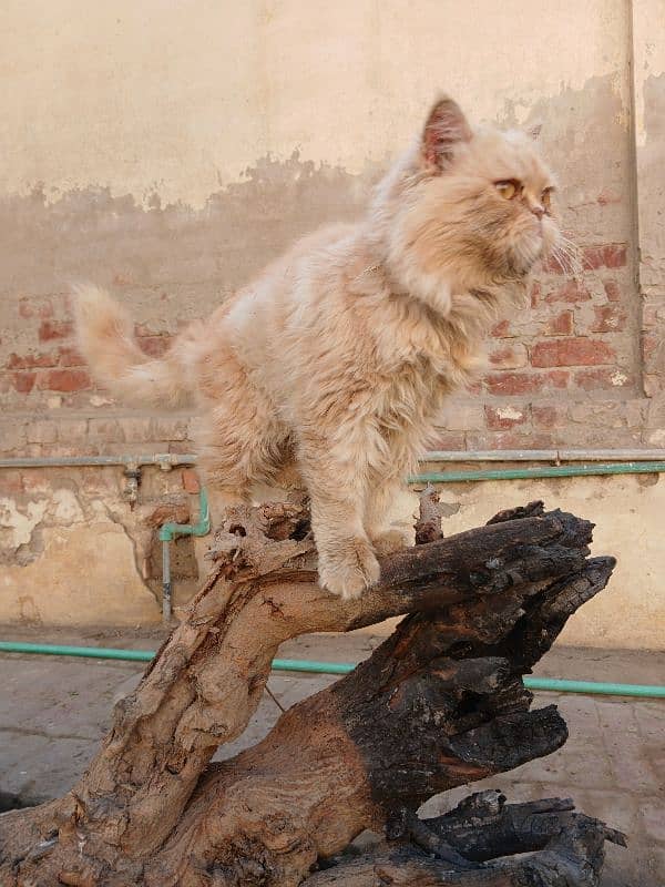 male punch face brown cat 8 month age 1