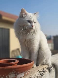 Persian Triple Coated Blue Eyes male cat for Mating (0307-4658033).