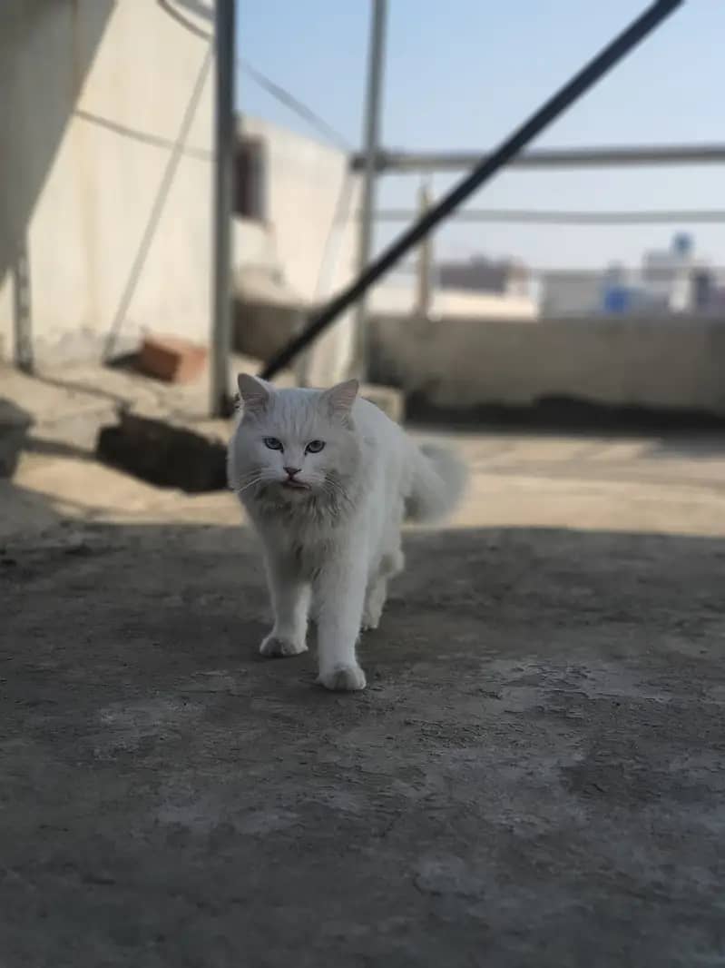 Persian Triple Coated Blue Eyes male cat for Mating (0307-4658033). 4