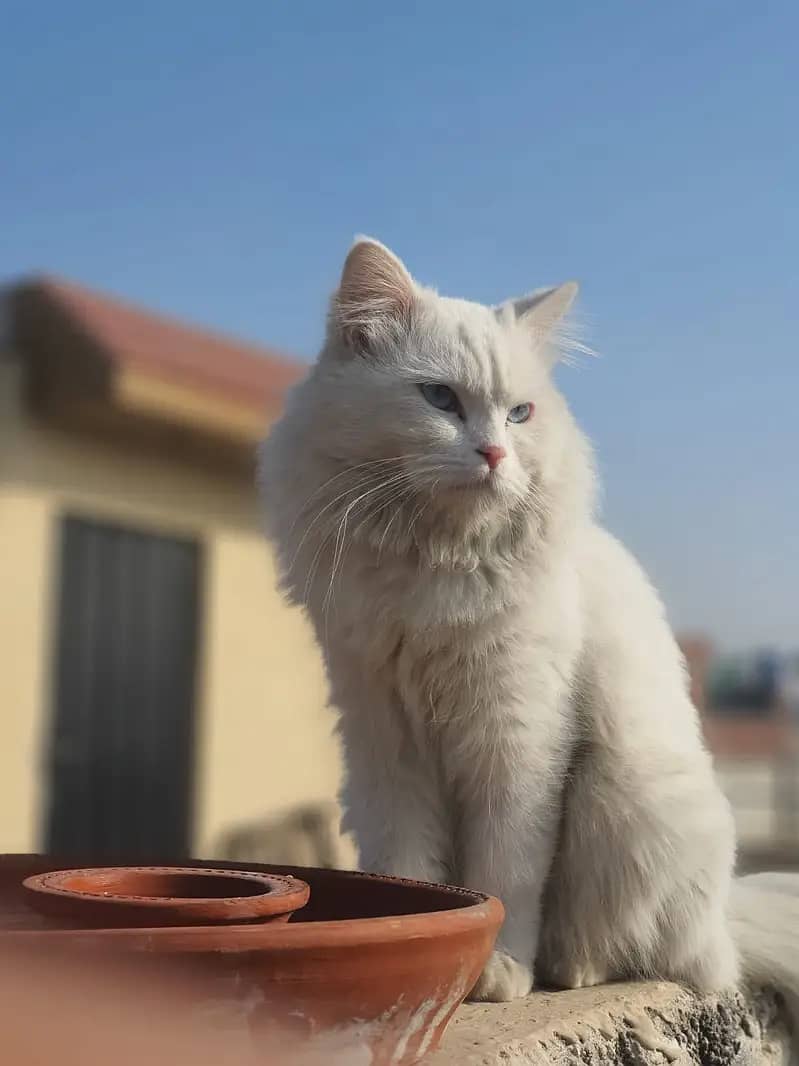 Persian Triple Coated Blue Eyes male cat for Mating (0307-4658033). 5