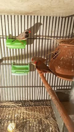 Finches For Sale Healthy and Active