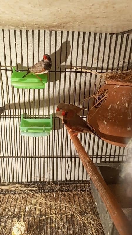 Finches For Sale Healthy and Active 1