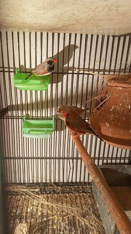 Finches For Sale Healthy and Active 2