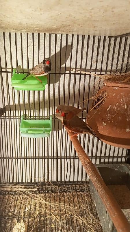 Finches For Sale Healthy and Active 3