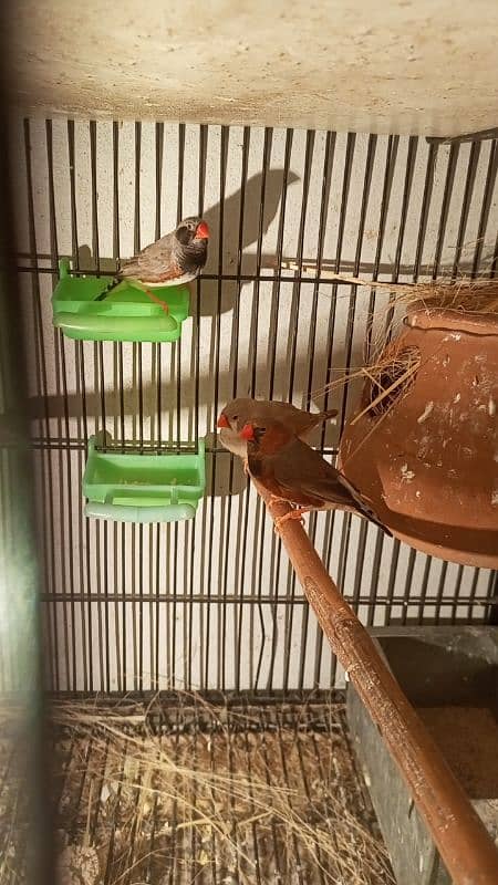 Finches For Sale Healthy and Active 4