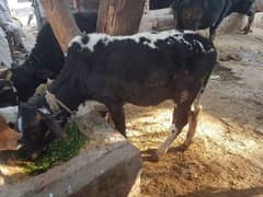 2 male calf for sale