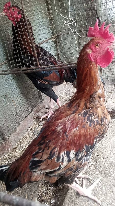 Ayam cemani,turkey birds,6 bharma chiks one month, 10