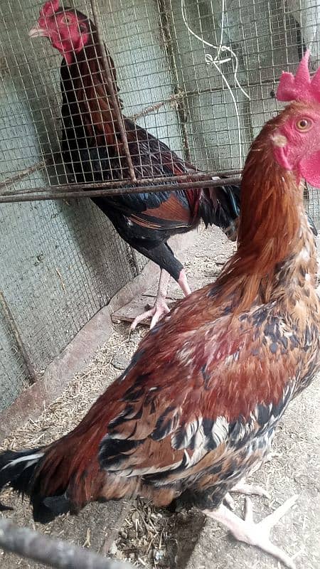 Ayam cemani,turkey birds,6 bharma chiks one month, 11