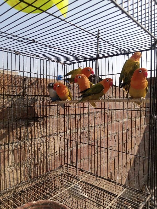 lovebirds albino| green opalines 1