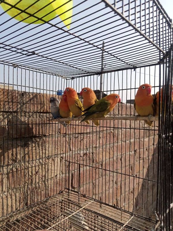 lovebirds albino| green opalines 2