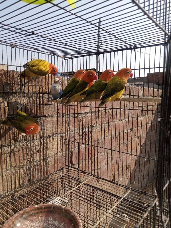 lovebirds albino| green opalines 5