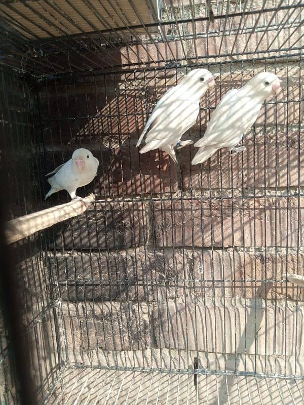 lovebirds albino| green opalines 6