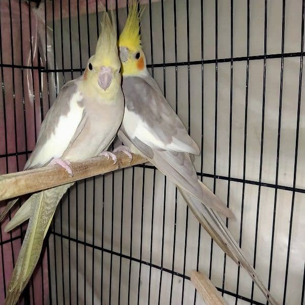 Parrot grey Cockatiel breeder pair 0