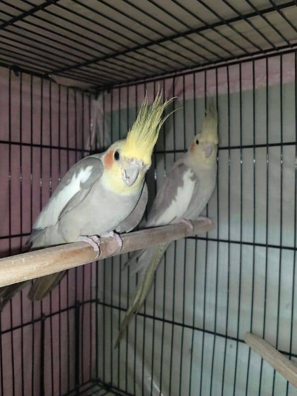 Parrot grey Cockatiel breeder pair 1