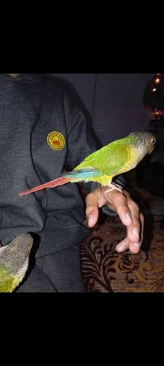 pineapple conure high red factor hand tame pair