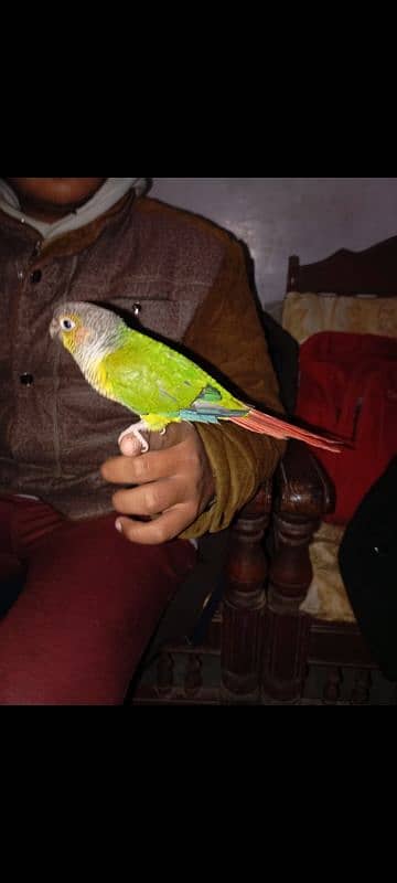 pineapple conure high red factor hand tame pair 1