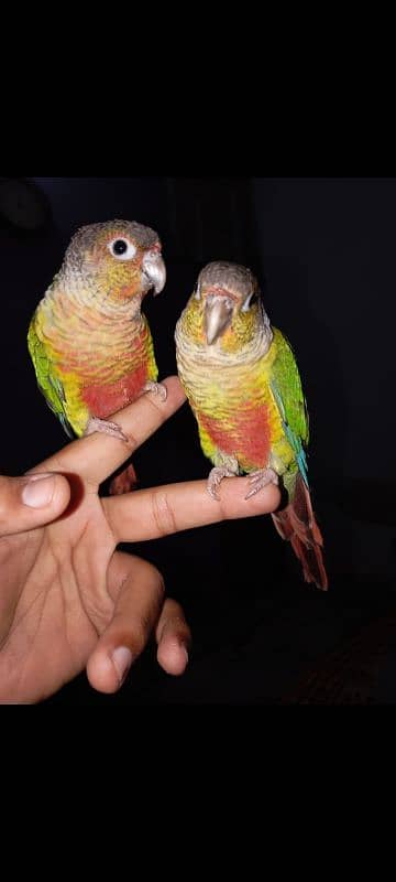 pineapple conure high red factor hand tame pair 2