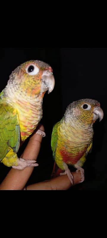 pineapple conure high red factor hand tame pair 3