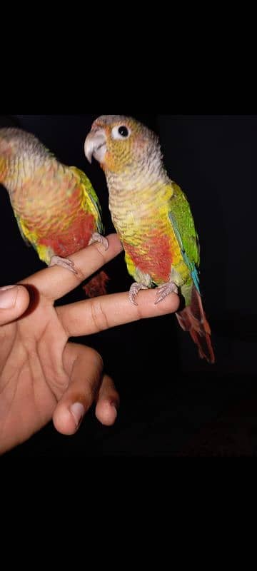 pineapple conure high red factor hand tame pair 4