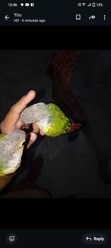 pineapple conure high red factor hand tame pair 5