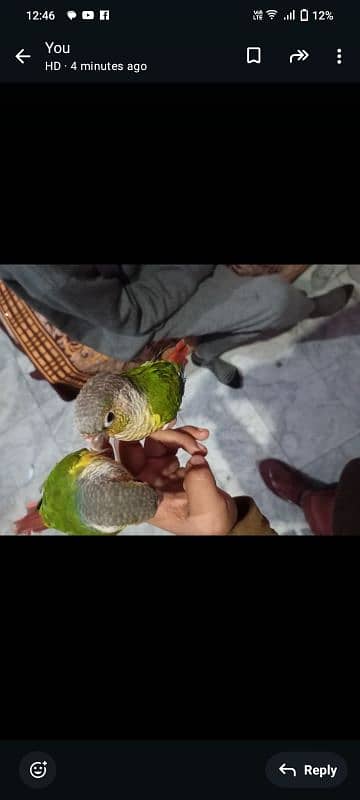 pineapple conure high red factor hand tame pair 6