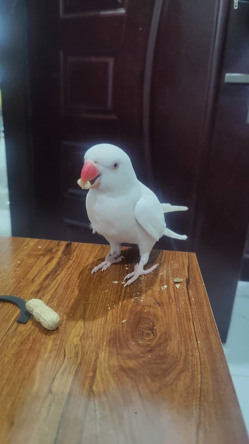 Yellow Male & White Female Ringneck Albino Red eyes 0