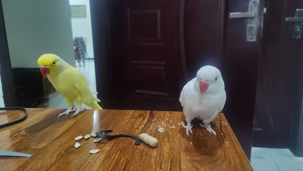 Yellow Male & White Female Ringneck Albino Red eyes 1