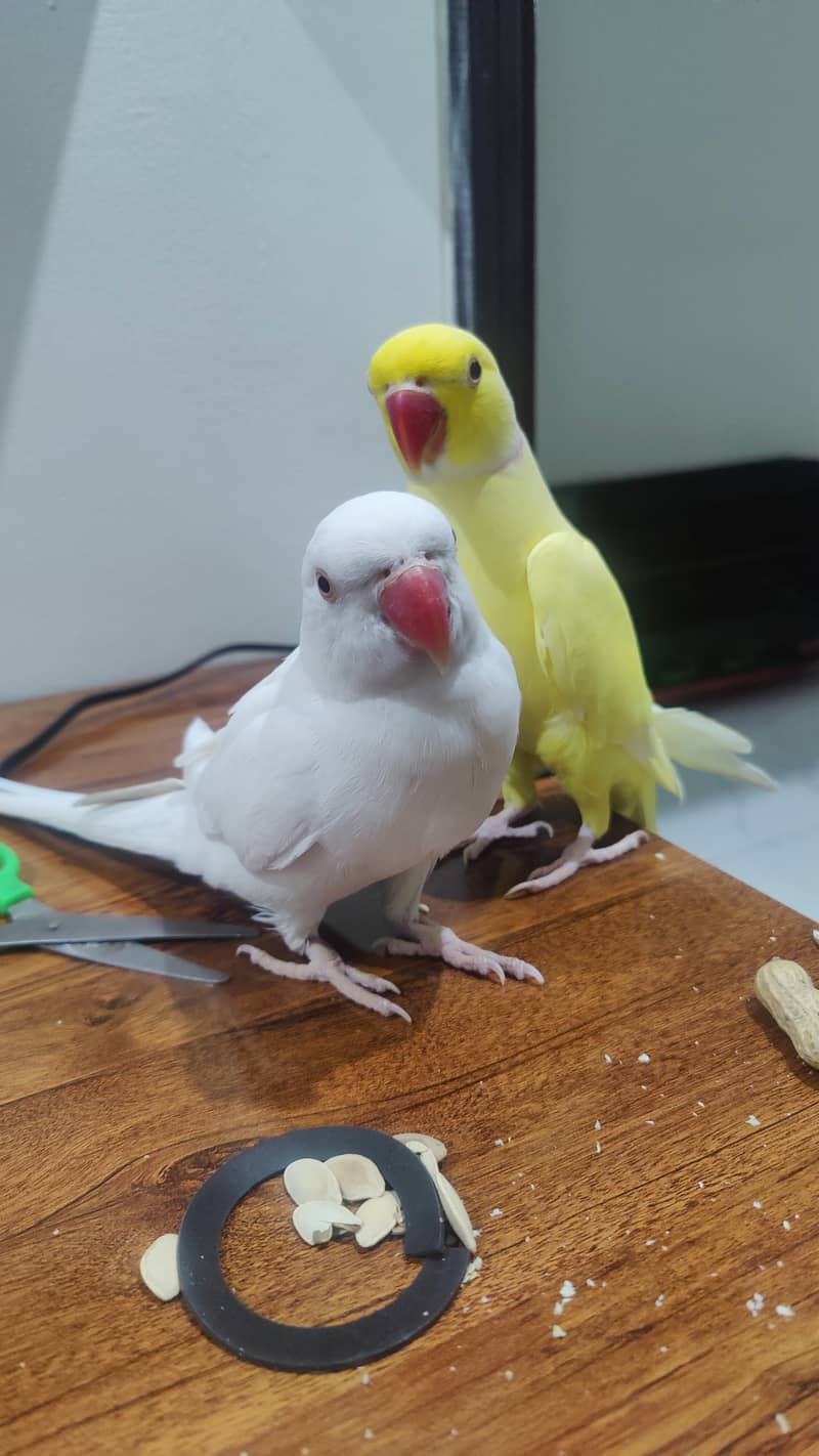 Yellow Male & White Female Ringneck Albino Red eyes 2