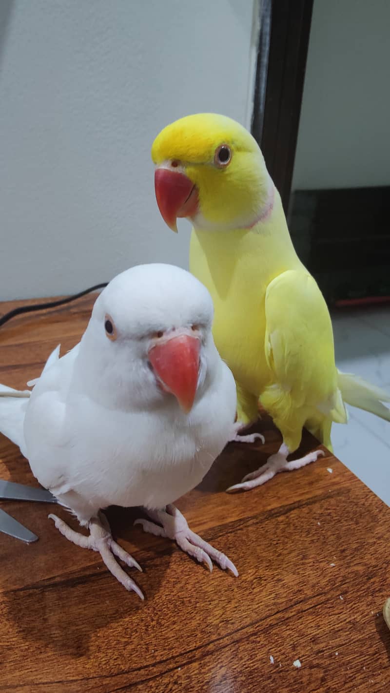 Yellow Male & White Female Ringneck Albino Red eyes 3