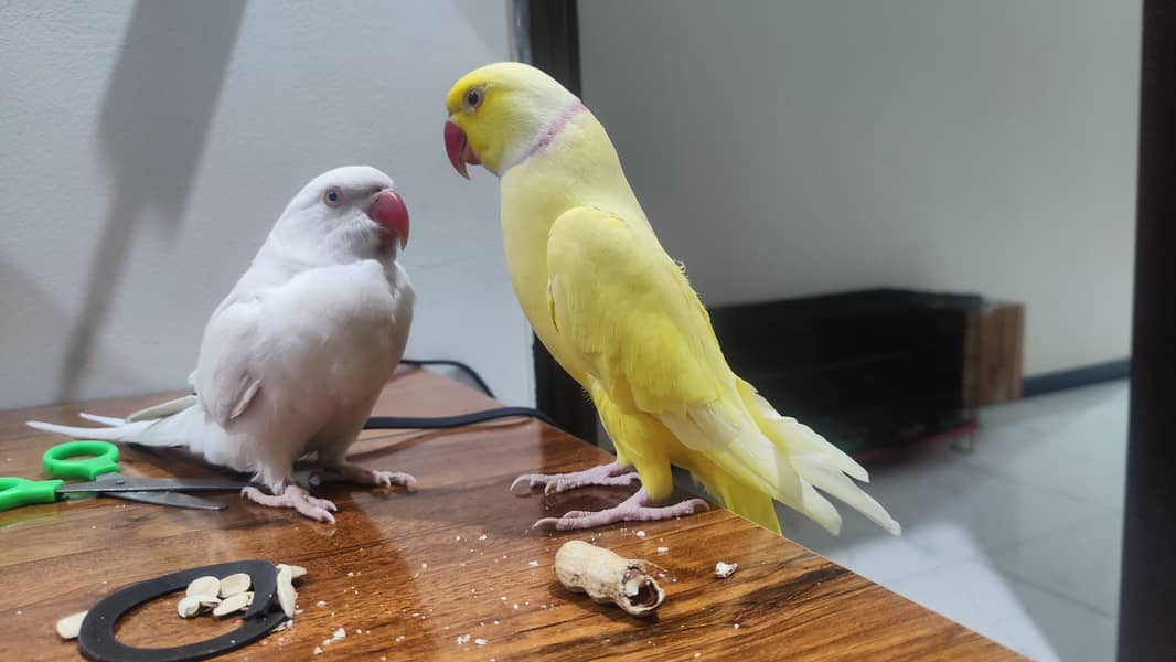 Yellow Male & White Female Ringneck Albino Red eyes 4