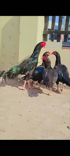 Pure Lasani Black Mushka 1 Murga 3 Murgia Breeder Set Egg laying