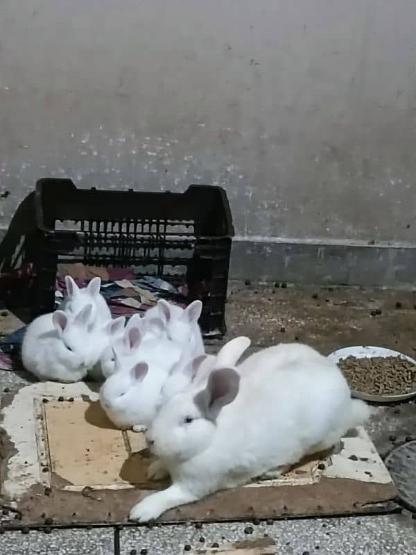 New Zealand white bunnies 5kg breed 0